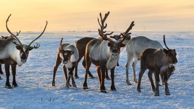 finland_lapland_algemeen_rendieren_shutterstock-1226752984