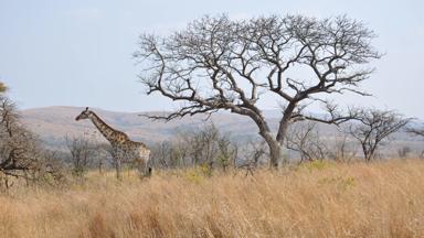 zuid-afrika_kwazulu-natal_hluhluwe_landschap_b