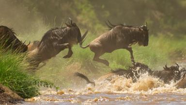 tanzania_serengeti-national-park_gnoes_tijdens_trek_b