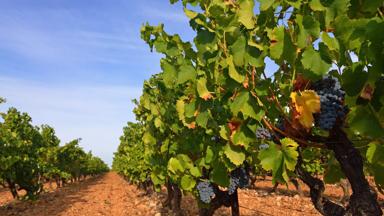 frankrijk_provence_cote-du rhone_wijngaard_getty