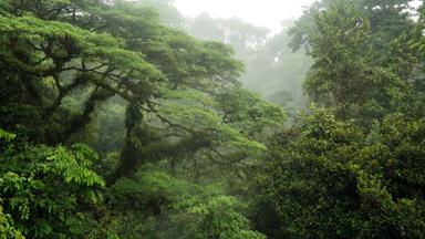 costa-rica_la-fortuna_parque-nacional-volcan-arenal_regenwoud_mist_w