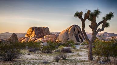 verenigde-staten_californie_joshua-tree-national-park_rotsen_boom_woestijn_b
