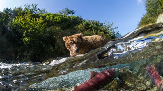 verenigde staten_alaska_katmai national park_bruine beer_zalm_GettyImages-534971240