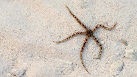 Gili Trawangan - The shores of Gili Trawangan (4)