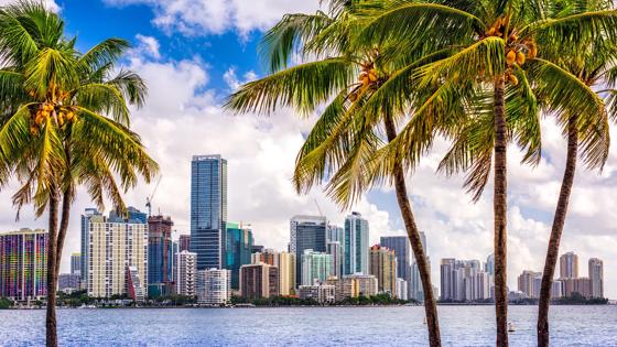 verenigde-staten_florida_miami_vakantie-miami_kokosnootbomen_skyline_wolkenkrabbers_shutterstock