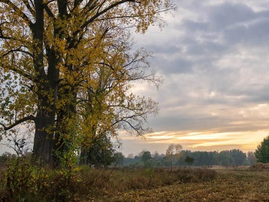 Avondzon bij bomen in Doetinchem