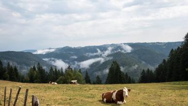 sfeer_frankrijk_bourgogne_jura_pays-horloger_koe-montbeliard_crt-bourgogne-franche-comte_copyright_Nino_SCHERER (1).jpg