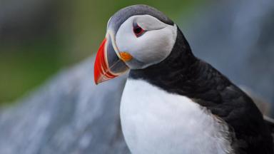 Noorwegen_Runde_detail_papegaaiduiker_vogel_getty