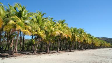 costa-rica_samara_strand_palmen15_f.jpg
