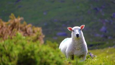 ierland_algemeen_schaap_landschap_heuvel_groen_boerderij_getty