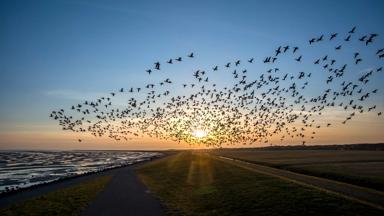 Waddeneilanden