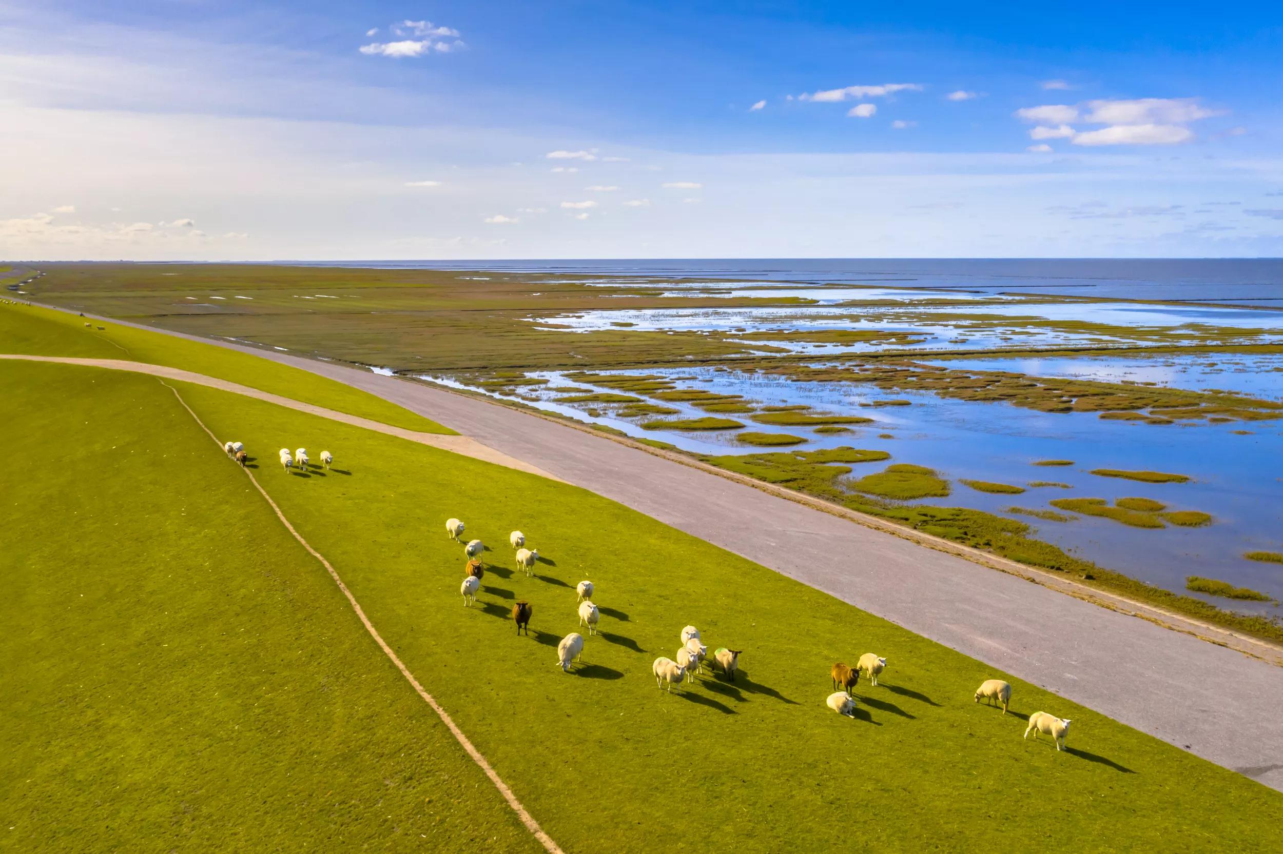 waddenzee
