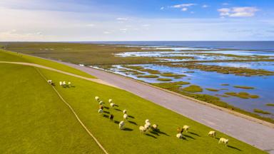 waddenzee
