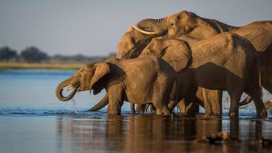 botswana_chobe np_olifanten_drinkplas_GettyImages-1306743279