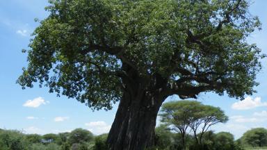 tanzania_algemeen_natuur_baobab-boom_f.JPG