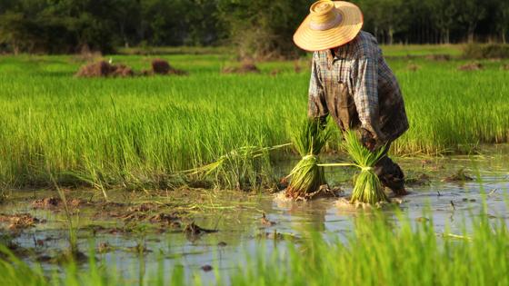 thailand_algemeen_rijstveld_planten_7_b.jpg