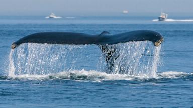 canada_quebec_tadoussac_dieren_walvis_b