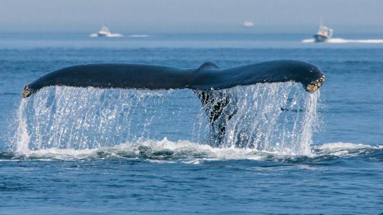 canada_quebec_tadoussac_dieren_walvis_b