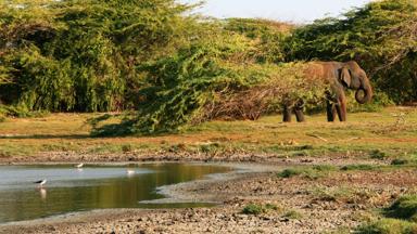 sri lanka_bundala national park_olifant_f