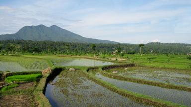 indonesie_bali_rijstveld_landschap_kintamani-vulkaan_w.jpg