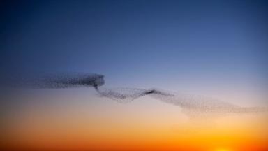 Zwarte-Zon_Tøndermarsken©Ulrik_Pedersen