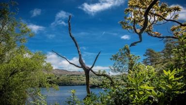 ierland_cork_Bantry_Bay-Glengarriff_Garnish-Island_groen