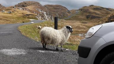 ierland_donegal_weg naar slieve lague_schaap_auto_GettyImages-1027619568