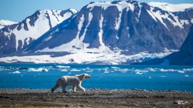 noorwegen_spitsbergen_ijsbeer_water_gletsjer_shutterstock-1129595294