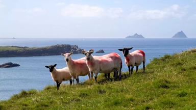 sfeer_ierland_kerry_skellig_schapen_tourism-ireland.jpg