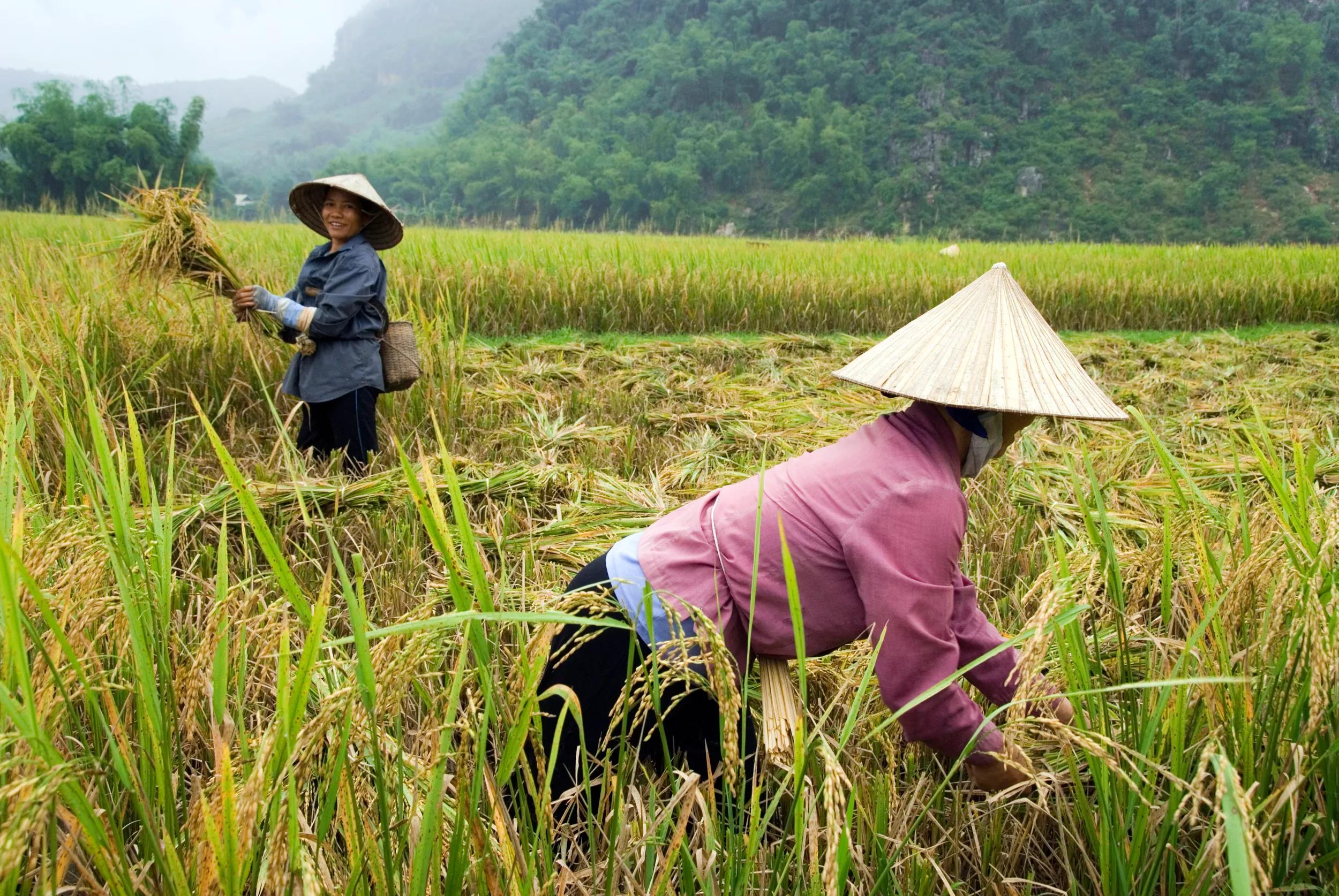 Mai Chau, Vietnam, October 2008.  Farmers harvest the rice crop in the paddies around Mai Chau. The mountainous area around Mai chau is home to several different hill tribes.  Vietnam is an upcoming player in the travel industry. Photo by Frits Meyst/Adventure4ever.com