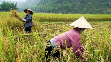 vietnam_mai-chau_rijstveld_local_hoed_rijst-oogsten_a.jpg