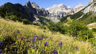 spanje_catalonie_pyreneeen_bergen_bloemen_GettyImages-1252481562