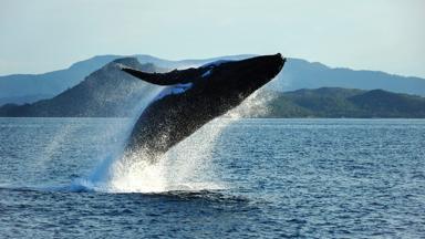 australie_queensland_whitsunday-islands_walvis_humpback-whale_b.jpg