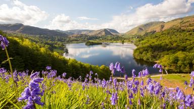 Bluebells on Loughrigg terrace, Lake District, UK.