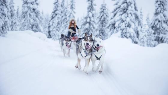 finland_fins-lapland_ruka_huskysledetocht_harritarvainen