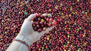 algemeen_costa rica_monteverde_koffieplantage_reiziger_s