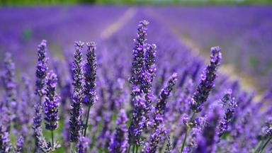frankrijk_provence-alpes-cote-d-azur_lavendel_bloem_pixabay