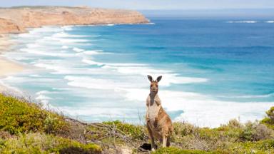 australie_algemeen_kangoeroe_strand_2_b.jpg