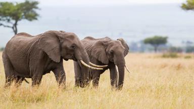 kenia_rift-valley_algemeen_rondreis-afrika_olifant_gras_shutterstock