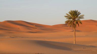 marokko_erg-chebbi-woestijn_merzouga_woestijnlandschap_palmboom_sahara_w