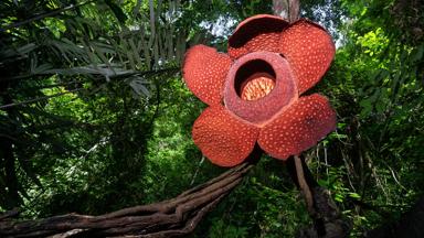 Thailand-khao sok national park-rode rafflesia-getty images