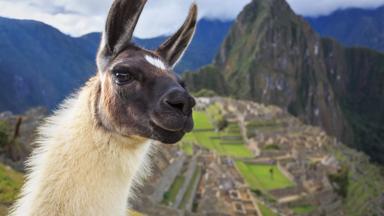 peru_machu-picchu_fotogenieke_lama_b.jpg