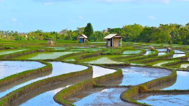 indonesie_bali_rijstterras_14_b.jpg