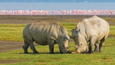 kenia_lake-nakuru-national-park_neushoorns_uitzicht_flamingos_b