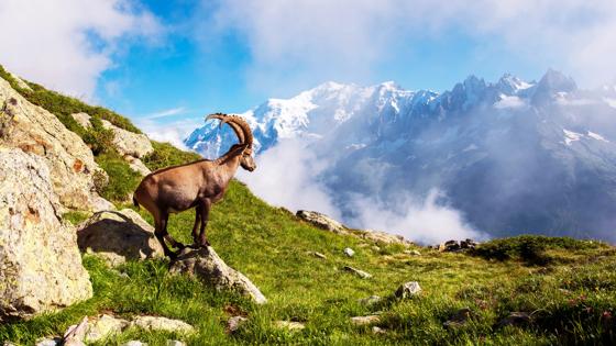 frankrijk_alpen_mont-blanc_berg_geit_shutterstock