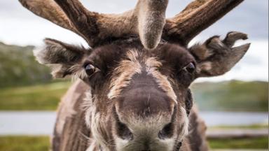 noorwegen_algemeen_rendier_close-up_GettyImages-1045647326 (1)