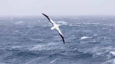 antarctica_drake-passage_albatros_zee_shutterstock-591930155