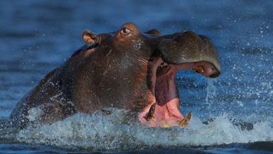 botswana_chobe-nationaal-park_nijlpaard_b