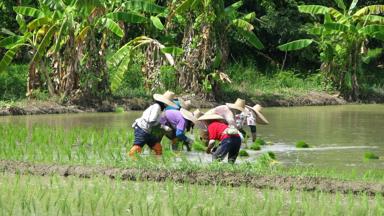 thailand_chiang-mai_rijstveld_rijst-planten_platteland_w.jpg