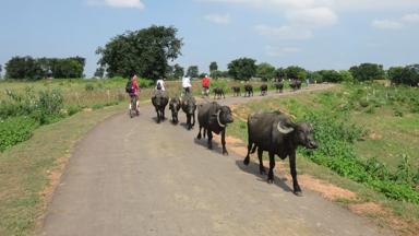 india_madhya-pradesh_khajuraho_fietstocht_1_f.jpg